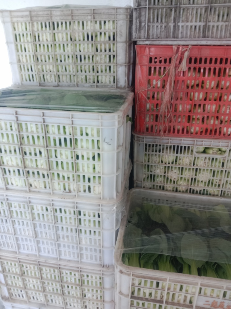 上海青小油菜