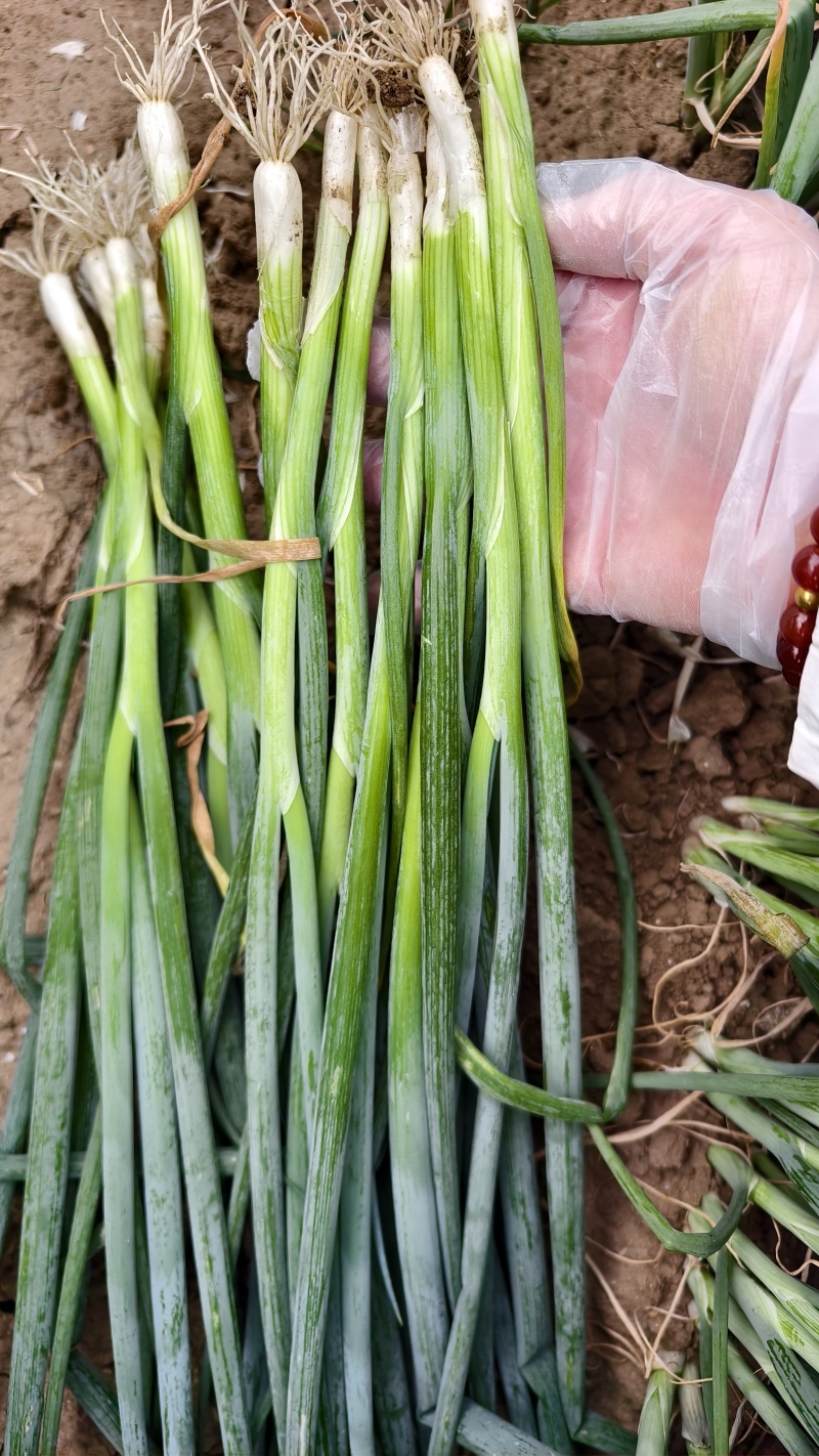 优质铁杆葱苗，葱种子常年出售，量大价优保质量