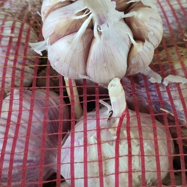 济南大青棵紫皮蒜种