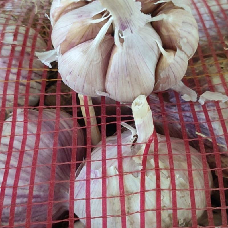 济南大青棵紫皮蒜种