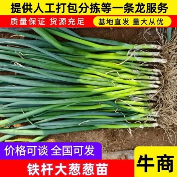 优质铁杆葱苗，葱种子常年出售，量大价优保质量