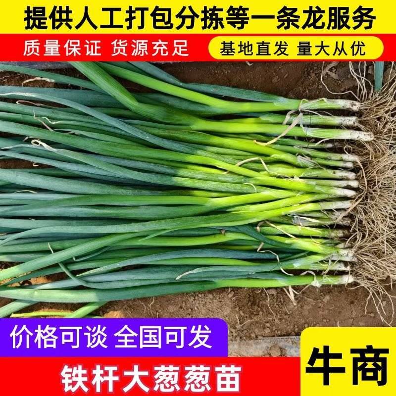 优质铁杆葱苗，葱种子常年出售，量大价优保质量