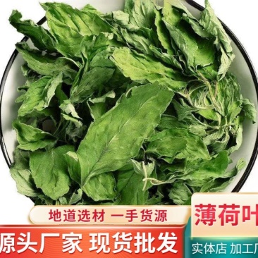 薄荷叶批发优质薄荷叶色泽好量大价优可供大货