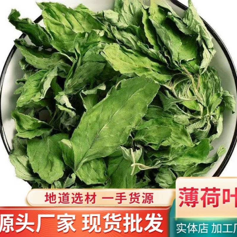 薄荷叶批发优质薄荷叶色泽好量大价优可供大货