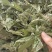 薄荷叶批发优质薄荷叶色泽好量大价优可供大货