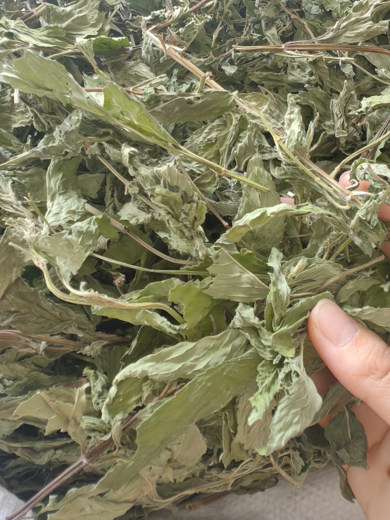 薄荷叶批发优质薄荷叶色泽好量大价优可供大货