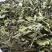 薄荷叶批发优质薄荷叶色泽好量大价优可供大货