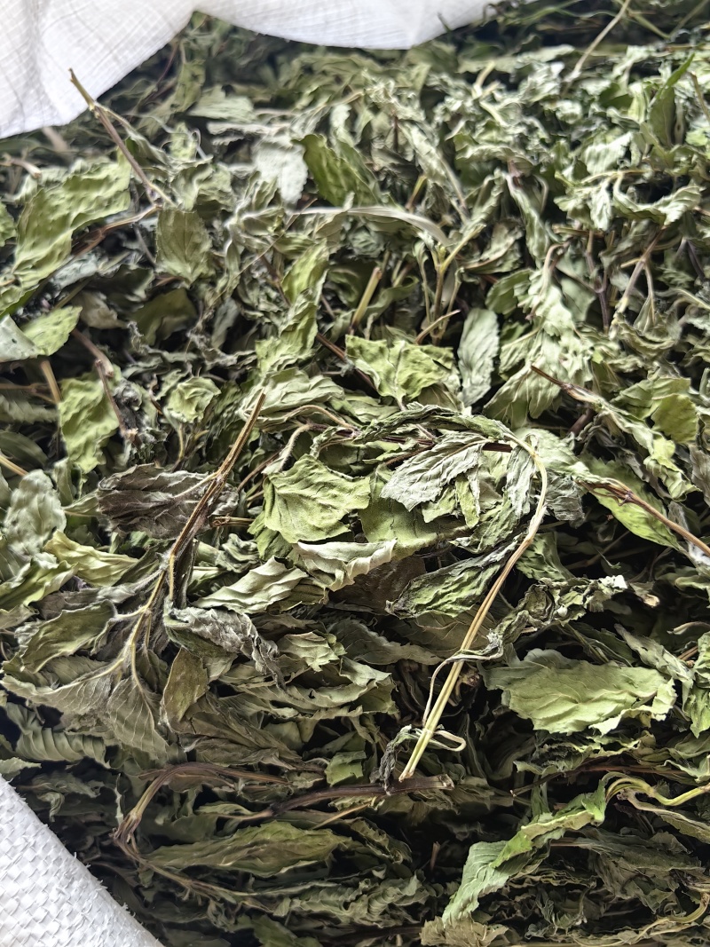 薄荷叶批发优质薄荷叶色泽好量大价优可供大货