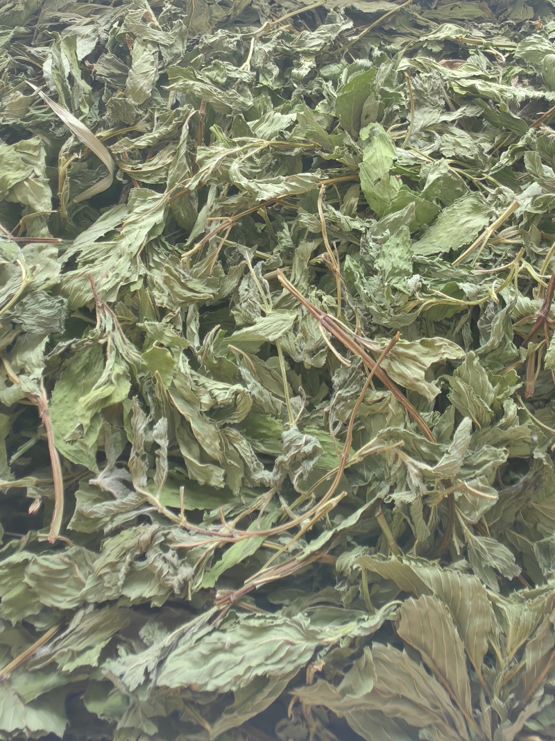薄荷叶批发优质薄荷叶色泽好量大价优可供大货