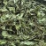 薄荷叶批发优质薄荷叶色泽好量大价优可供大货