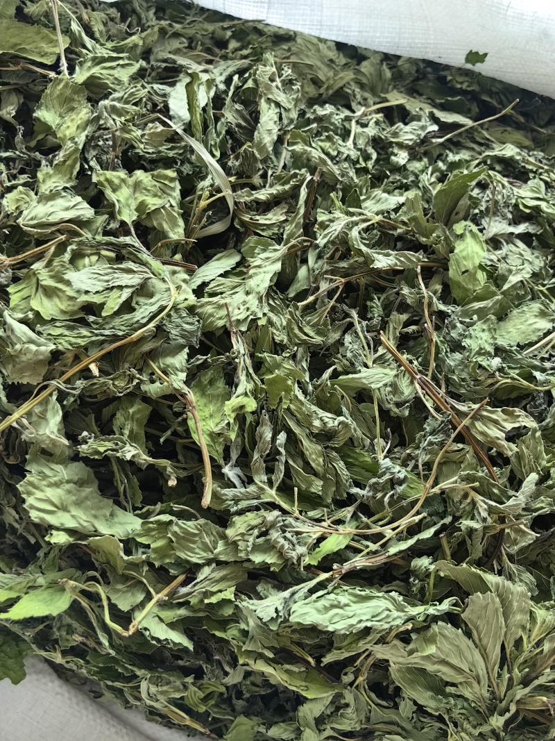 薄荷叶批发优质薄荷叶色泽好量大价优可供大货