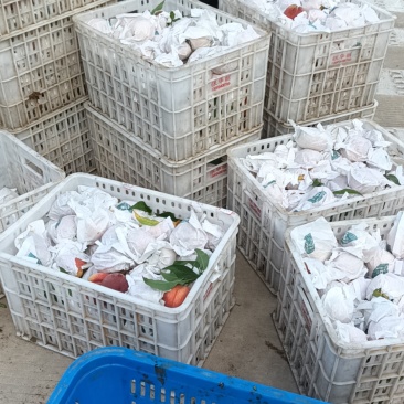 黄金水蜜桃，喜欢的直接加V联系，价格美丽