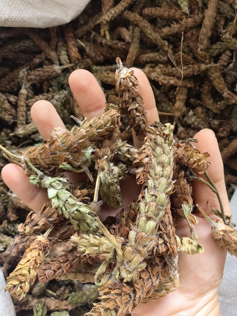 夏枯球批发优质夏枯球规格齐全产地货源可供大货