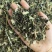 益母草批发新货益母草产地一手货源量大价优货源充足