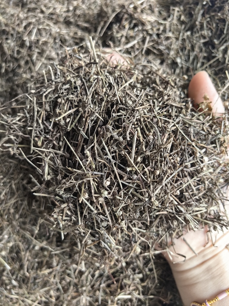 白花蛇舌草批发优质白花蛇舌草货源充足量大价优