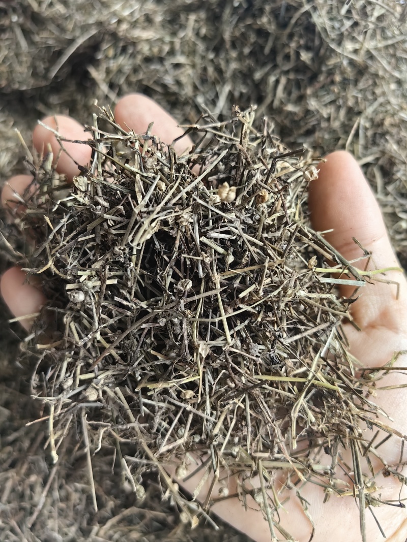 白花蛇舌草批发优质白花蛇舌草货源充足量大价优