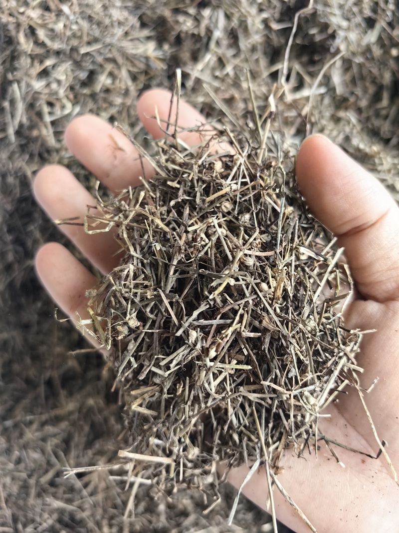 白花蛇舌草批发优质白花蛇舌草货源充足量大价优