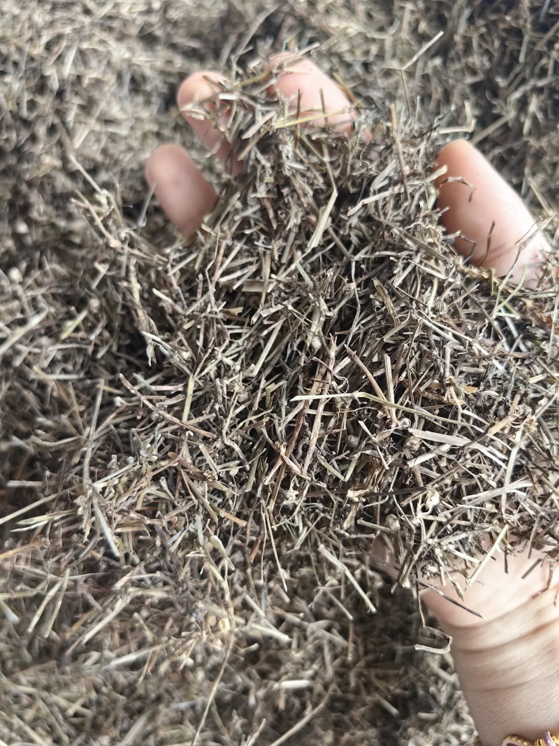 白花蛇舌草批发优质白花蛇舌草货源充足量大价优