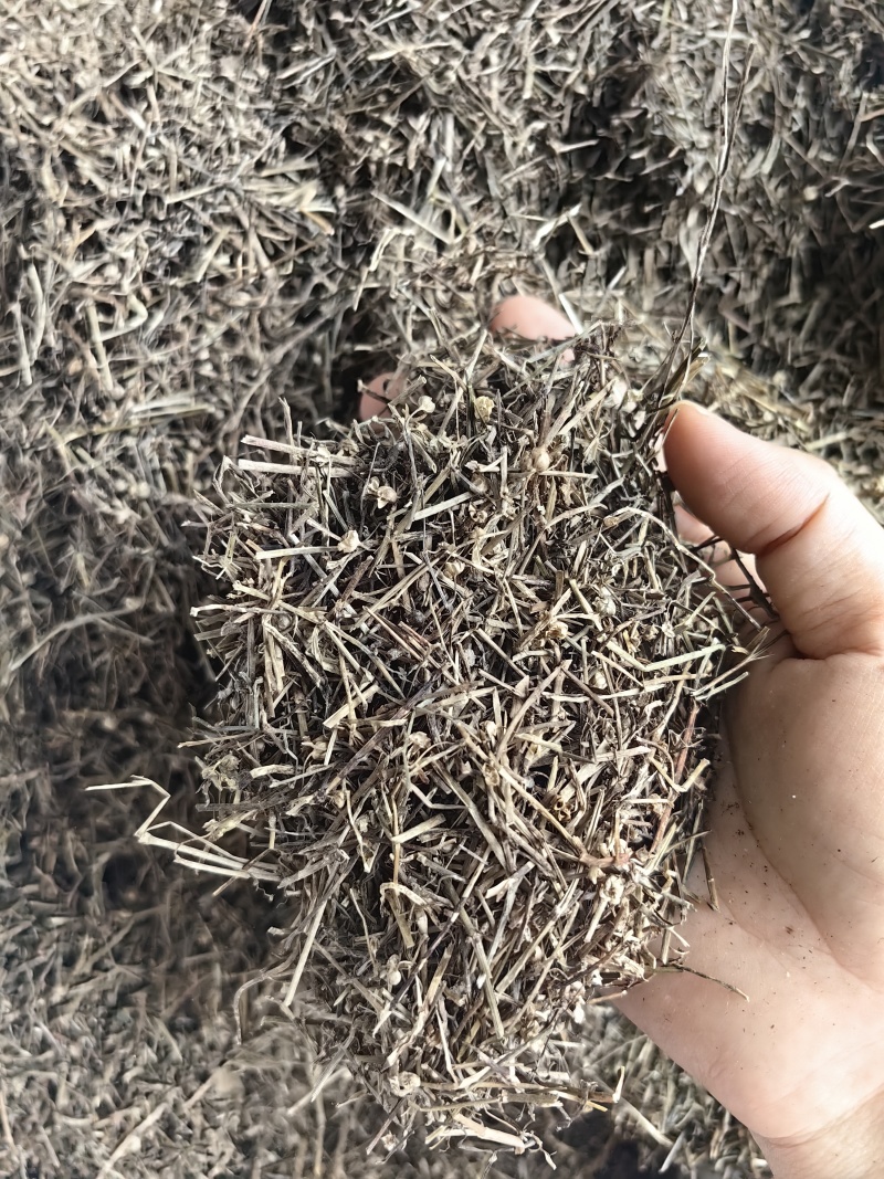 白花蛇舌草批发优质白花蛇舌草货源充足量大价优