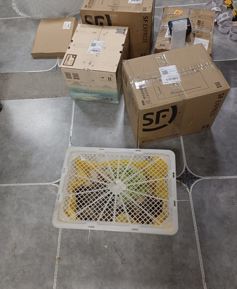自家喂养宠物鹌鹑斗鹌鹑青年产蛋母鹌鹑