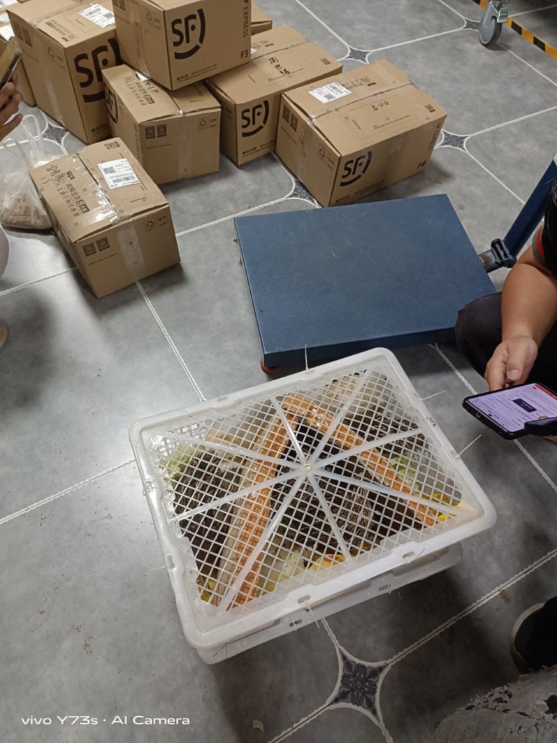 自家喂养宠物鹌鹑斗鹌鹑青年产蛋母鹌鹑
