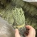 青绿独脚金，－手货源，无包芯