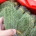 青绿独脚金，－手货源，无包芯