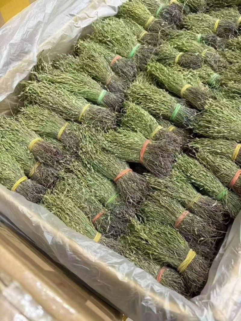 青绿独脚金，－手货源，无包芯