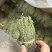 青绿独脚金，－手货源，无包芯