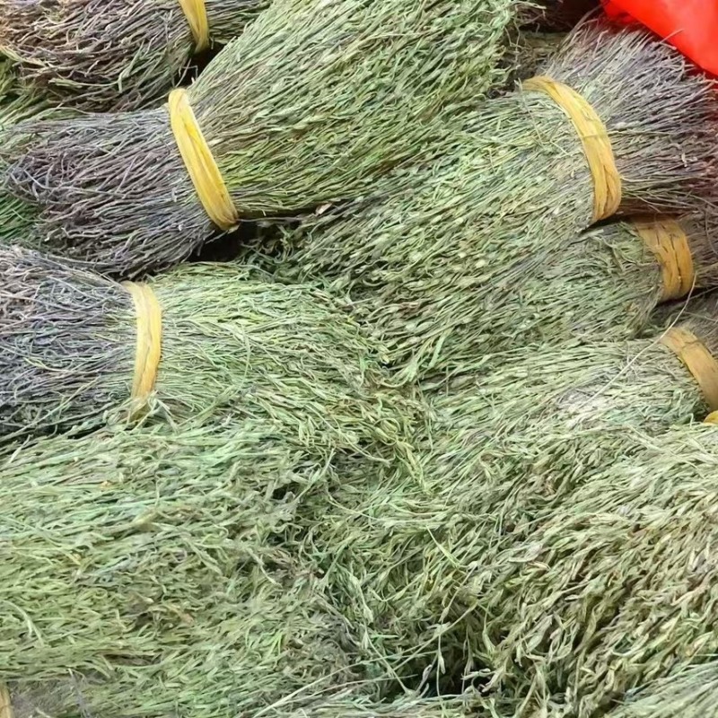 青绿独脚金，－手货源，无包芯