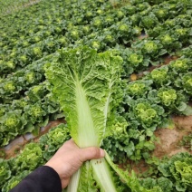 毛白菜，高山反季节蔬菜，产地直销