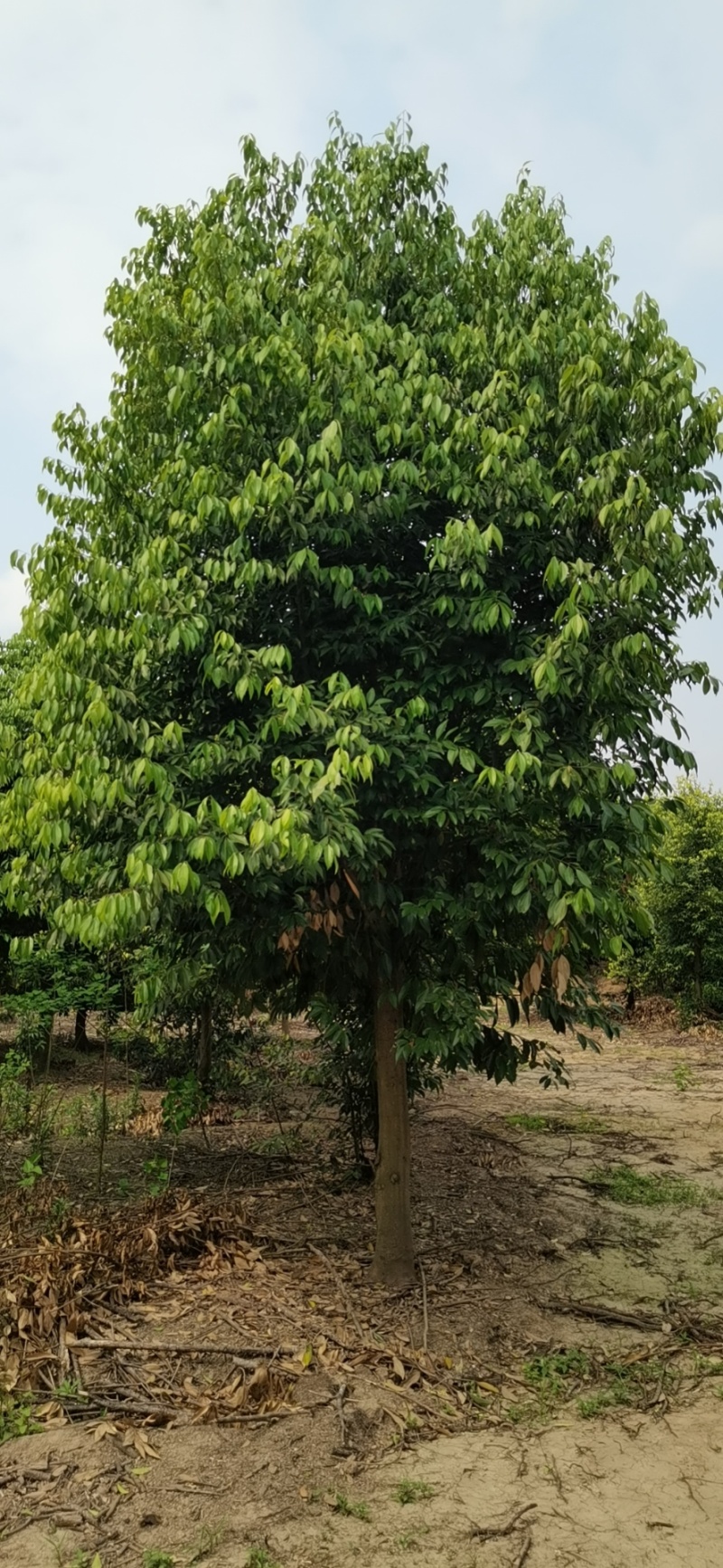 天竺桂