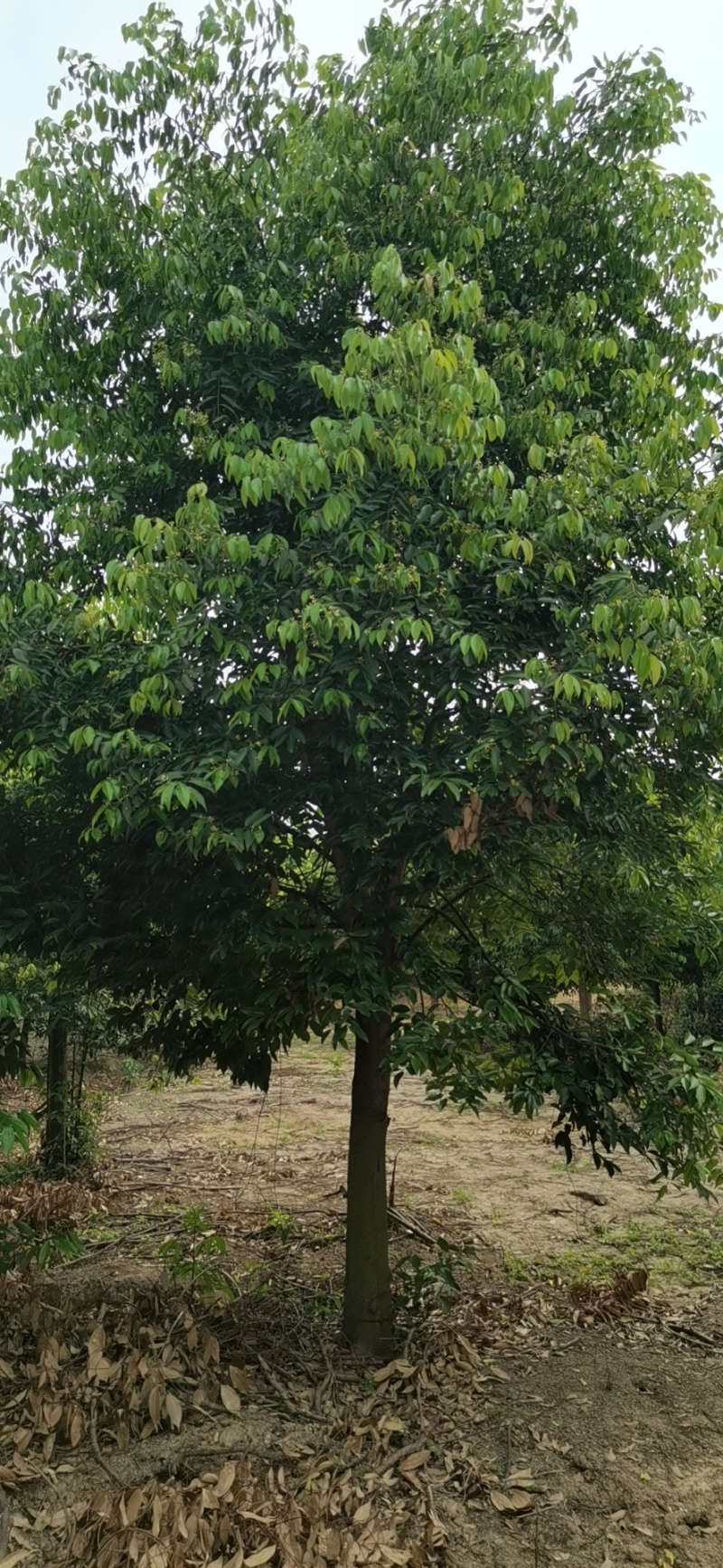 天竺桂