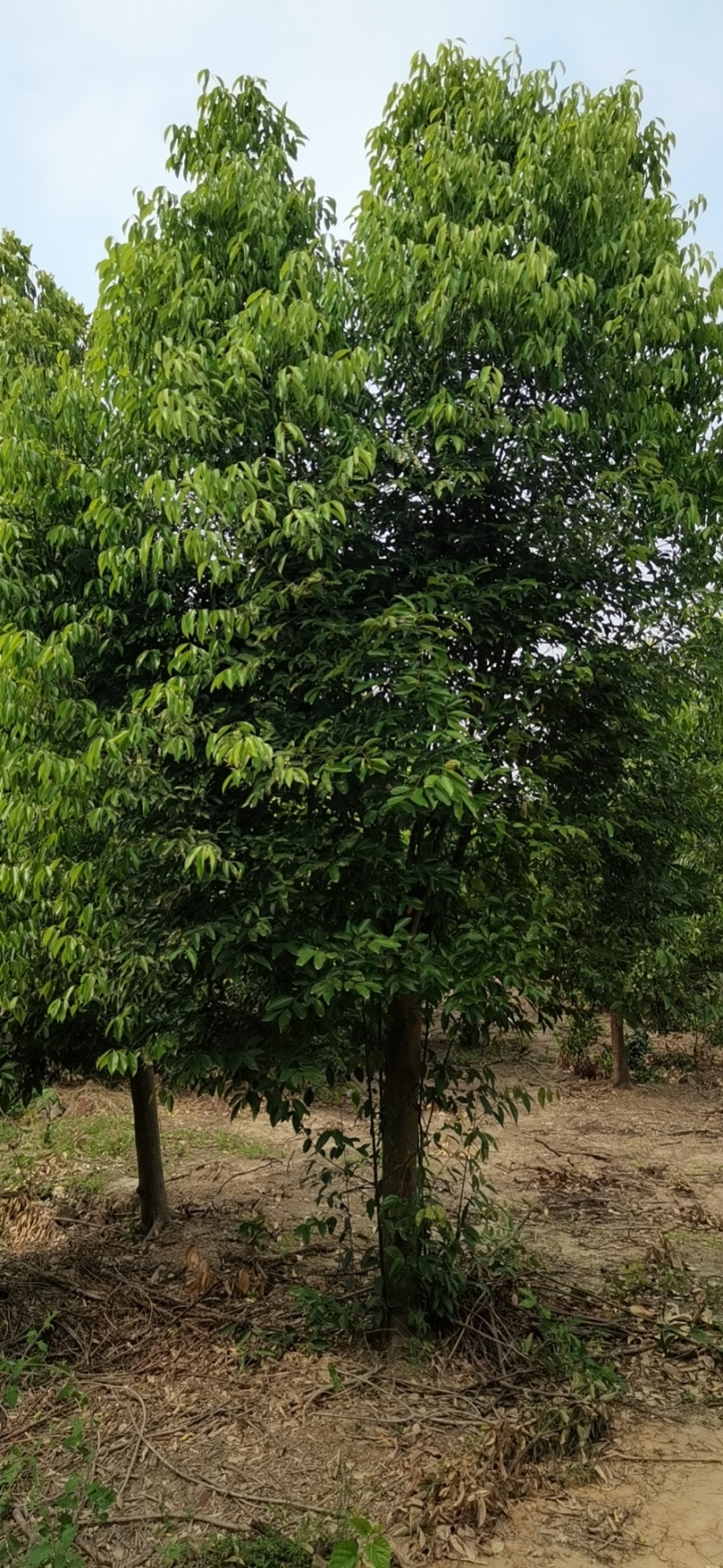 天竺桂