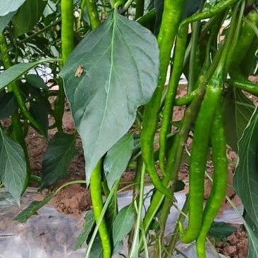 辣椒，二荆条，线椒
