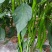 辣椒，二荆条，线椒