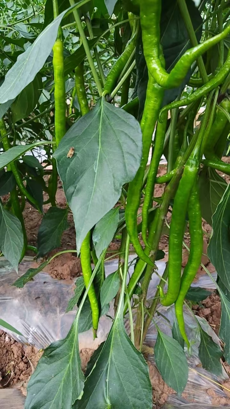辣椒，二荆条，线椒