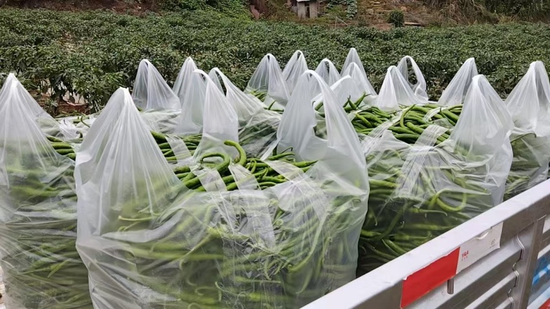 辣椒，二荆条，线椒