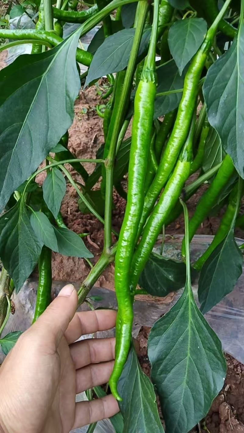 辣椒，二荆条，线椒