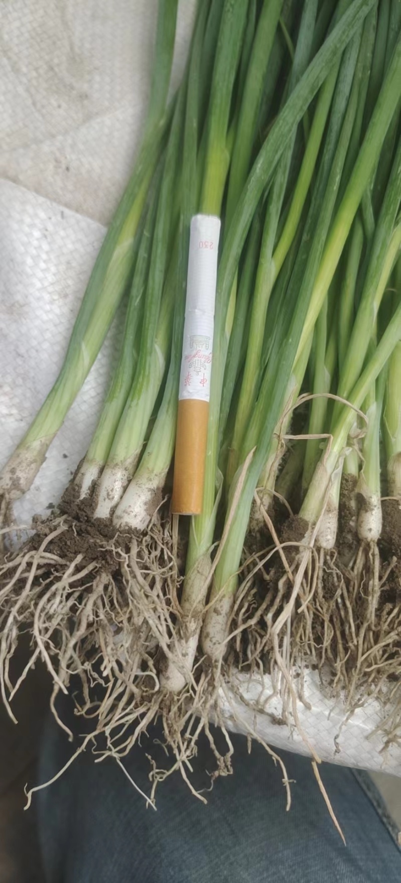种苗，铁杆大葱苗，对接全国种植商，量大优惠，欢迎来电