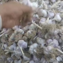 邯郸大名县紫红皮大青稞