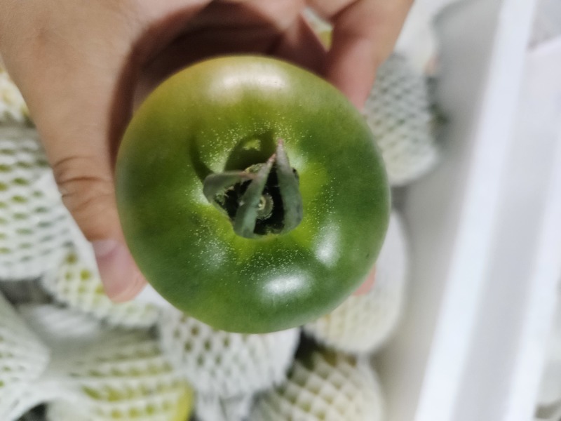 草莓番茄