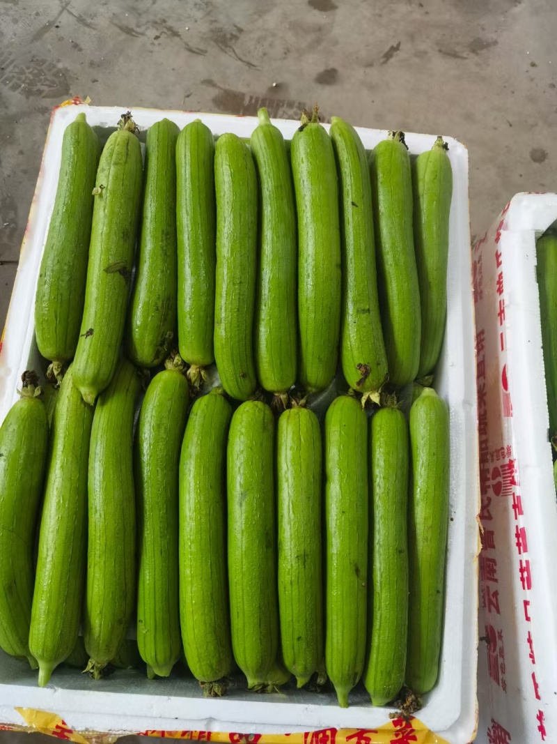 鲜花丝瓜本地丝瓜白丝瓜奶油丝瓜肉丝瓜大量供应