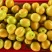 山东泰安珍珠油杏现摘现发货源充足价格优惠口感香甜发市场
