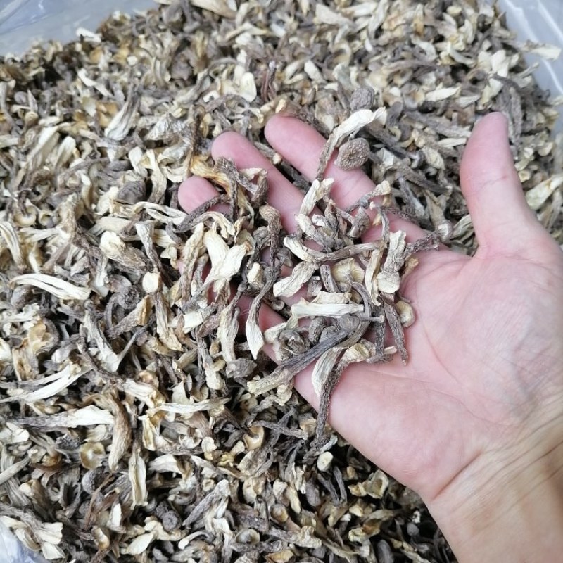 嫩仔，鹿茸菇嫩仔，便宜鹿茸菇，便宜嫩仔