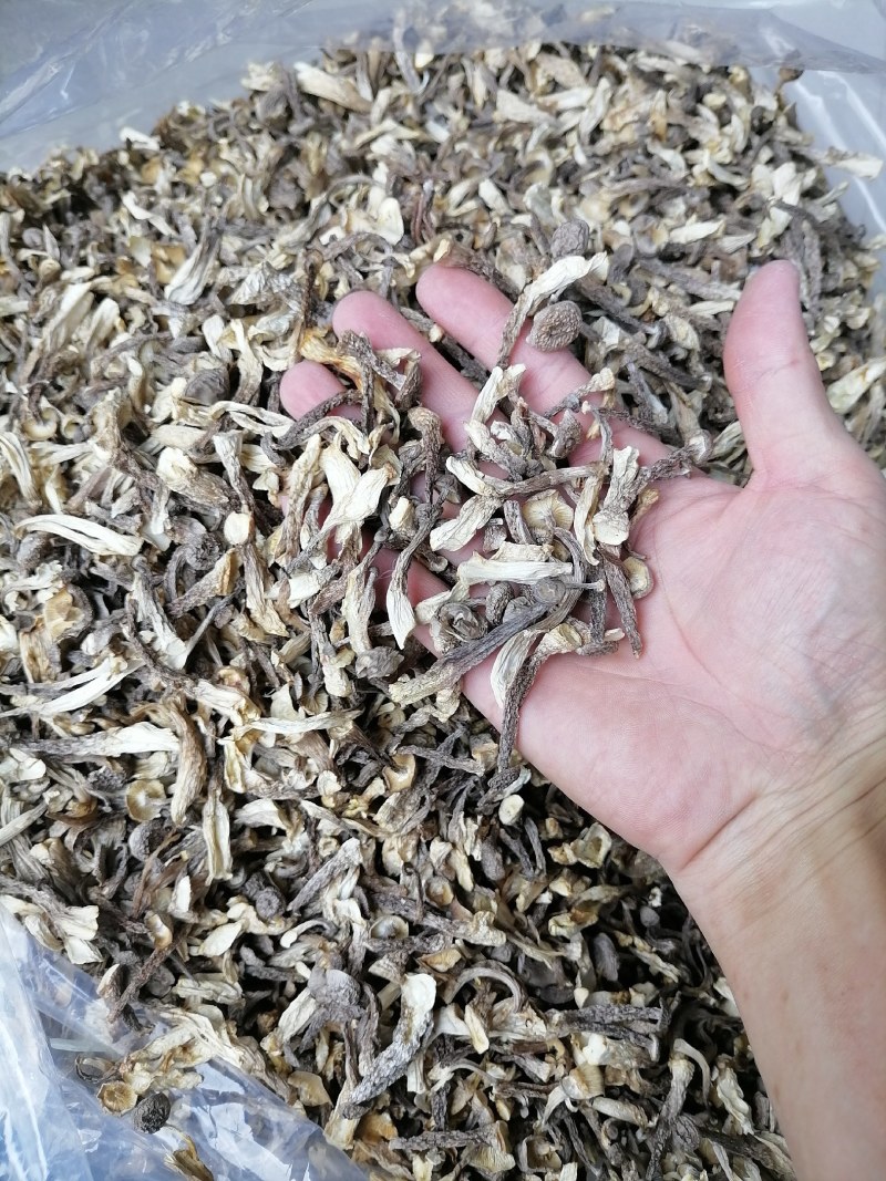 嫩仔，鹿茸菇嫩仔，便宜鹿茸菇，便宜嫩仔