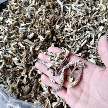 嫩仔，鹿茸菇嫩仔，便宜鹿茸菇，便宜嫩仔