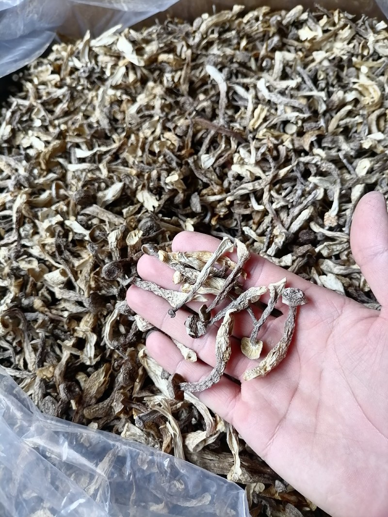 嫩仔，鹿茸菇嫩仔，便宜鹿茸菇，便宜嫩仔