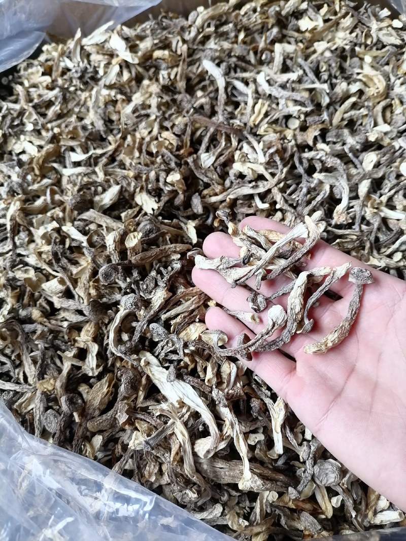 嫩仔，鹿茸菇嫩仔，便宜鹿茸菇，便宜嫩仔