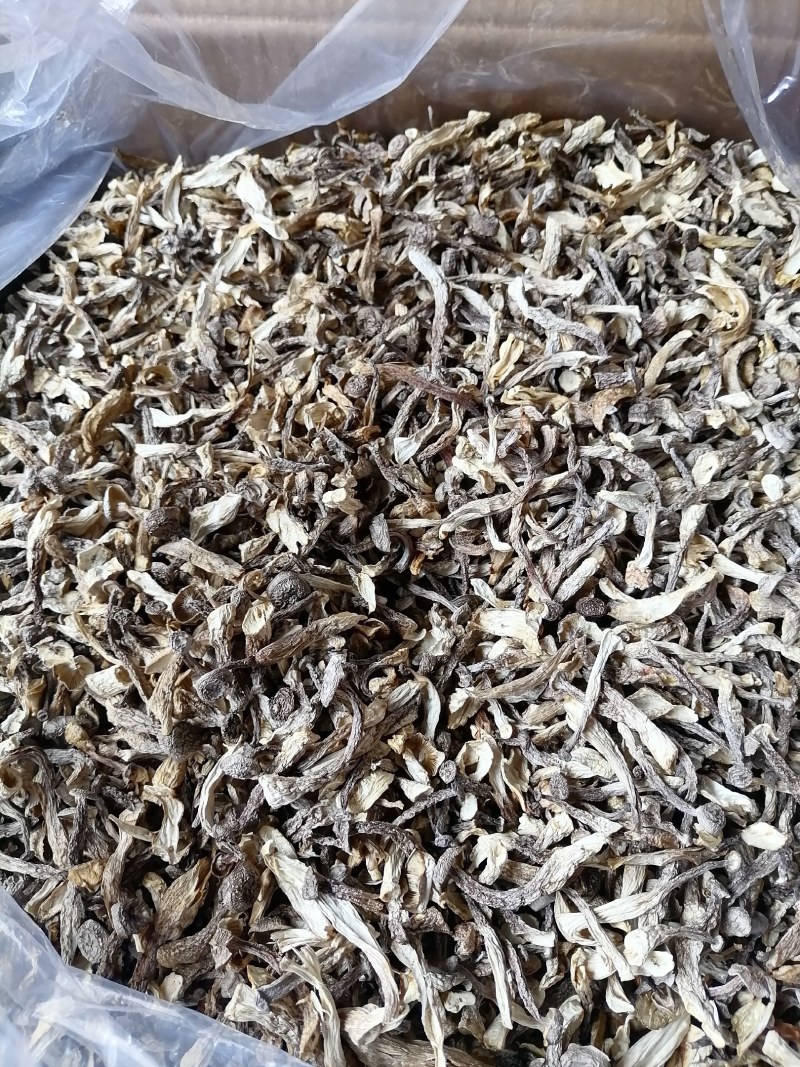 嫩仔，鹿茸菇嫩仔，便宜鹿茸菇，便宜嫩仔